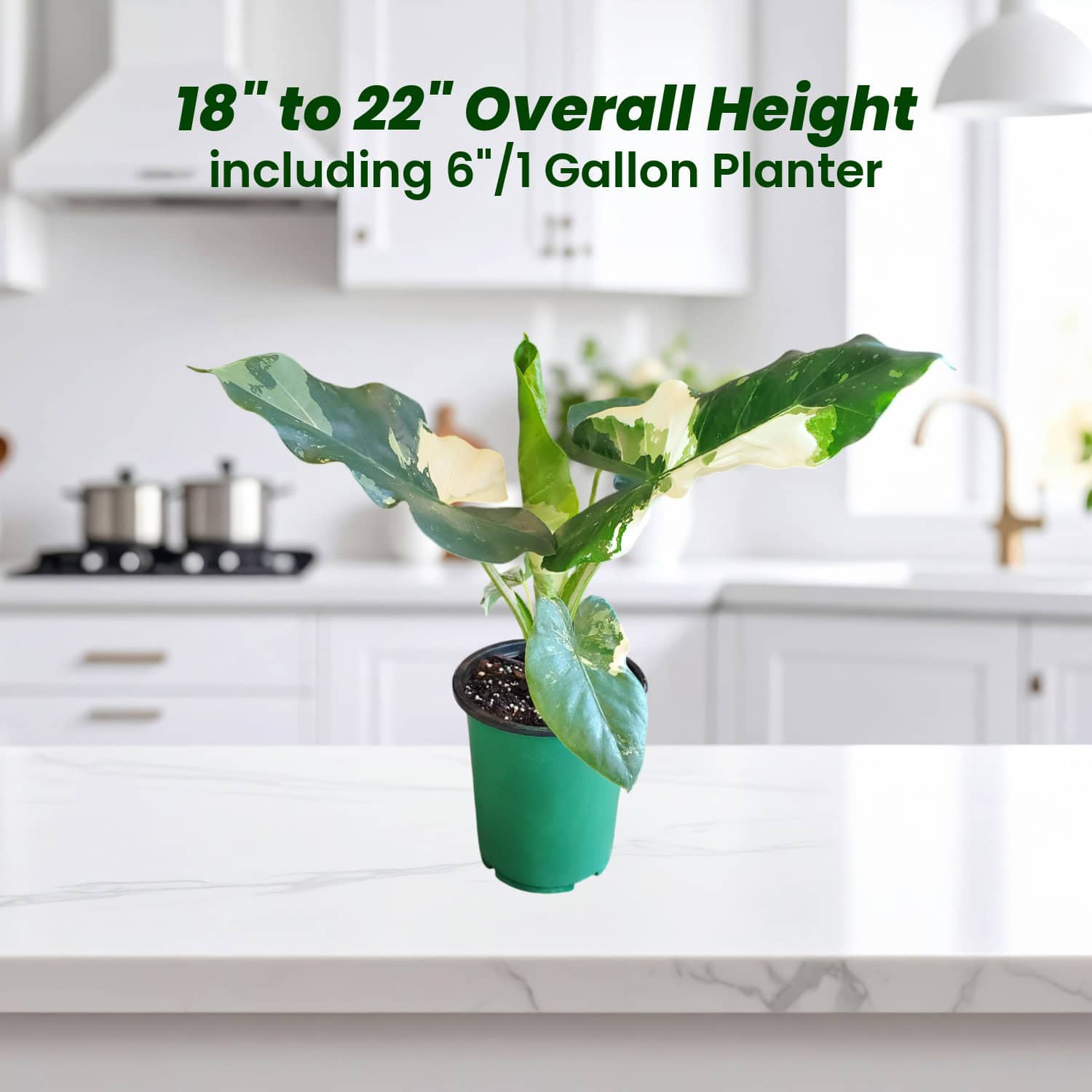 Variegated Alocasia Macrorrhiza Appaloosa Gold – Rare Collector