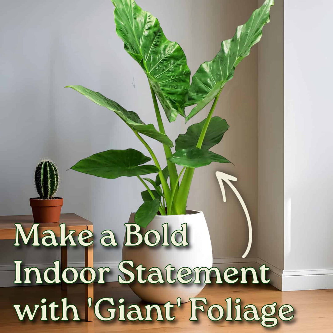 elephant plant indoor Alocasia Borneo Giant Elephant Ear Plant – Jumbo Tropical – Tropical Plants of Florida