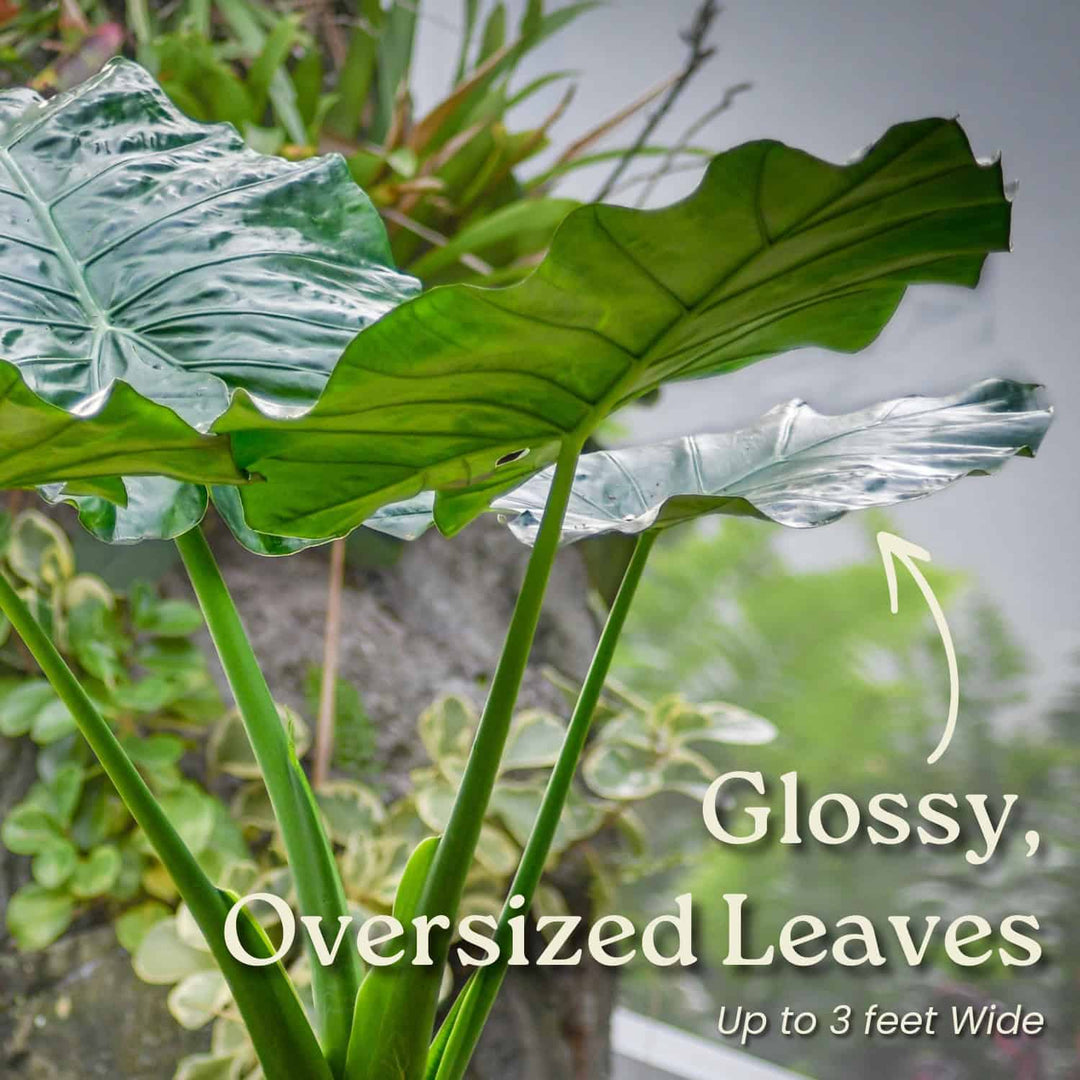 huge elephant ear plants Alocasia Borneo Giant Elephant Ear Plant – Jumbo Tropical – Tropical Plants of Florida