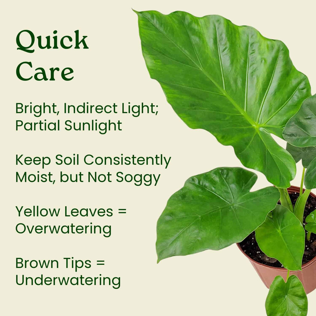 elephant ear plant technical name Alocasia Borneo Giant Elephant Ear Plant – Jumbo Tropical – Tropical Plants of Florida