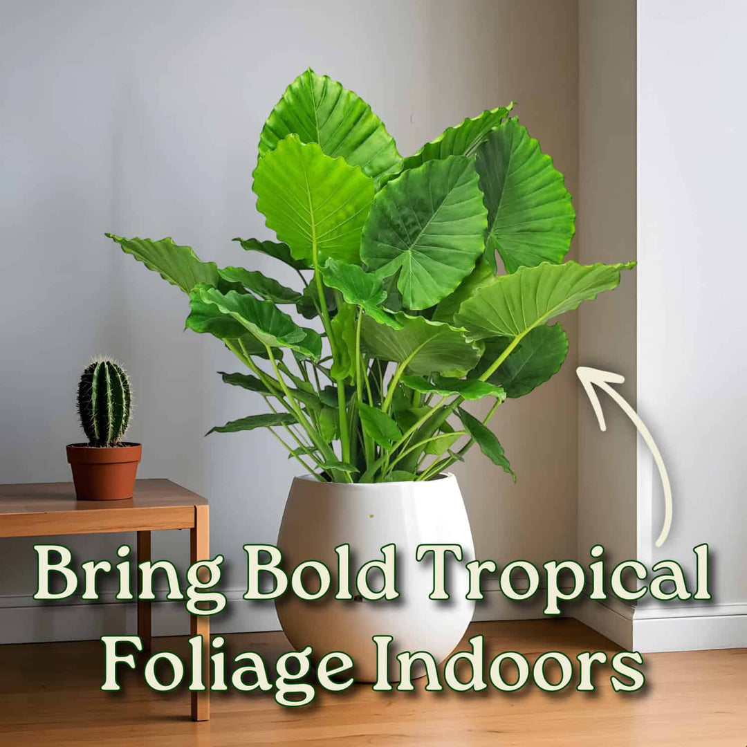 elephant ear plant indoor Alocasia California Tropical Foliage Plant - Elephant Ear Plant - Tropical Plants of Florida