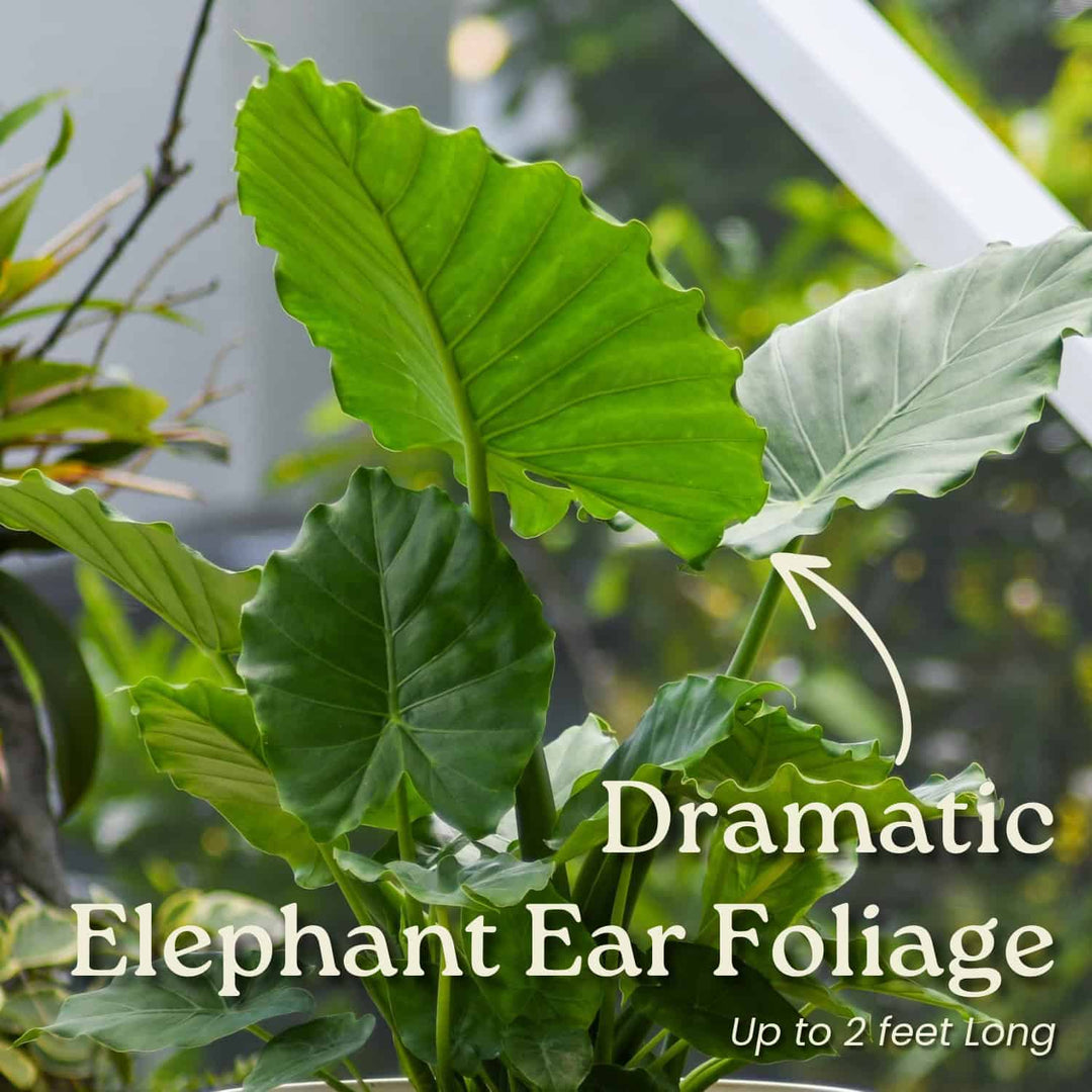 elephant ear plant online Alocasia California Tropical Foliage Plant - Elephant Ear Plant - Tropical Plants of Florida