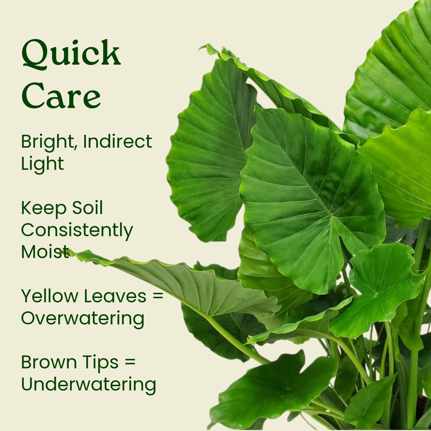 elephant ear plant care texas Alocasia California Plant – Jumbo Elephant Ear for Sale – Tropical Plants of Florida