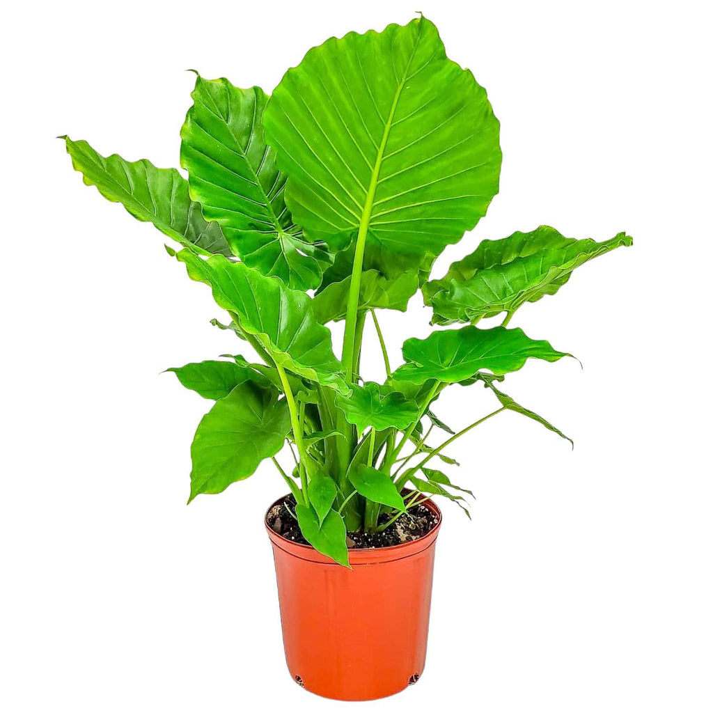 Alocasia California Plant – Jumbo Elephant Ear for Sale – Tropical Plants  of Florida