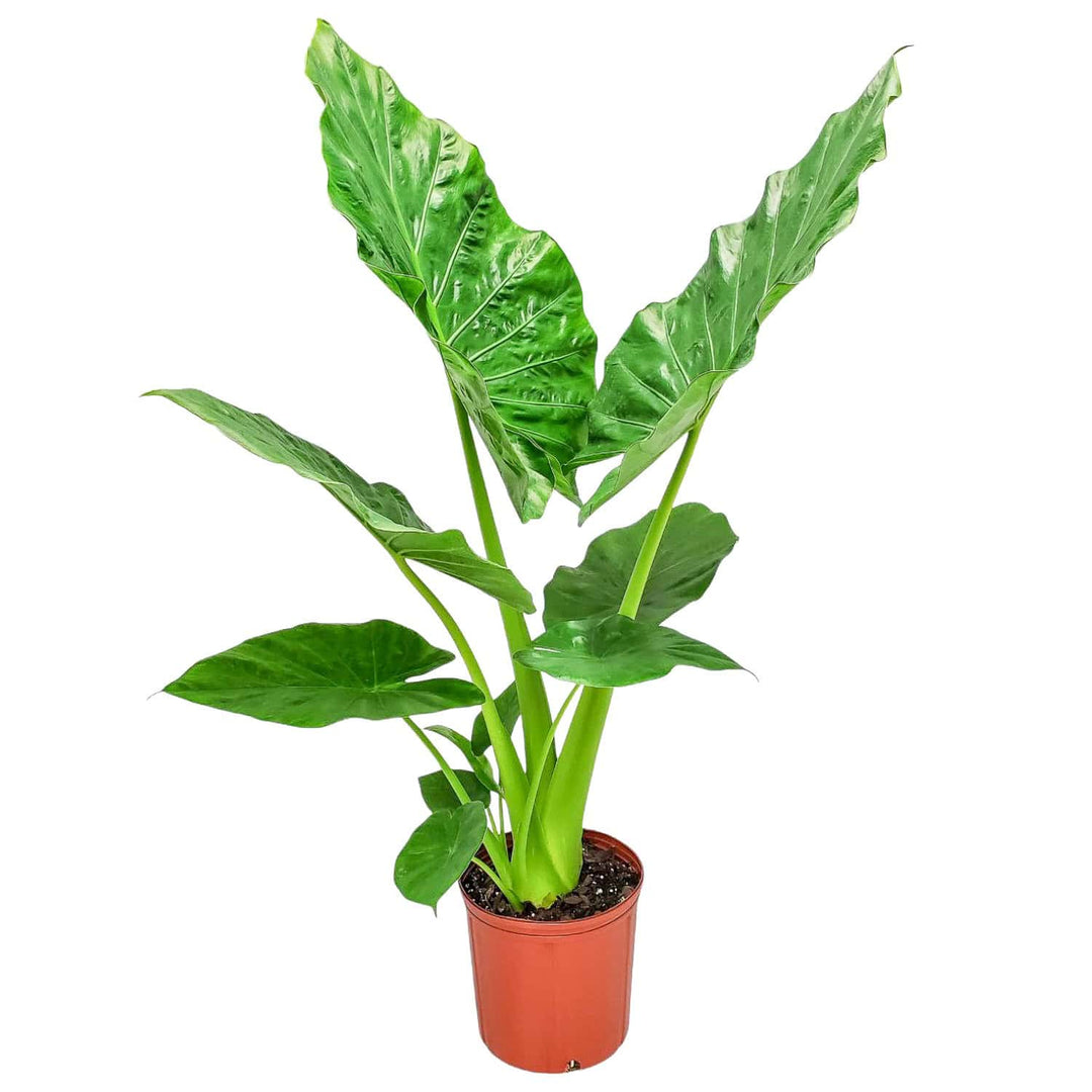 borneo giant alocasia macrorrhiza tropical elephant ear plant bulbs Alocasia Borneo Giant Elephant Ear Plant – Jumbo Tropical – Tropical Plants of Florida