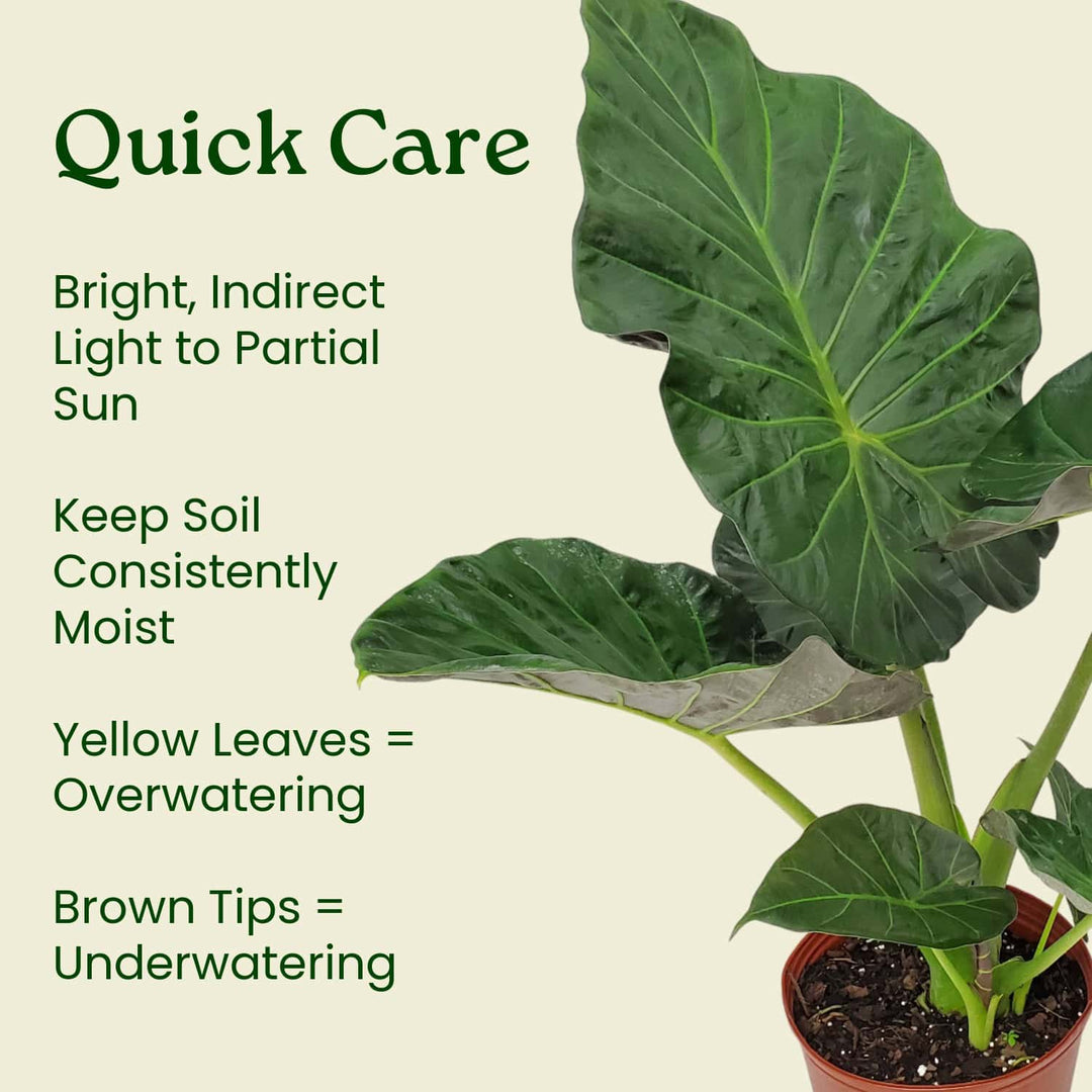elephant ear plant toxic to dogs Alocasia Regal Shields Plant – Regal Shields Elephant Ear – Tropical Plants of Florida