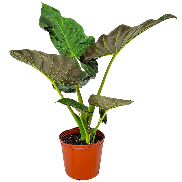 Alocasia Regal Shields