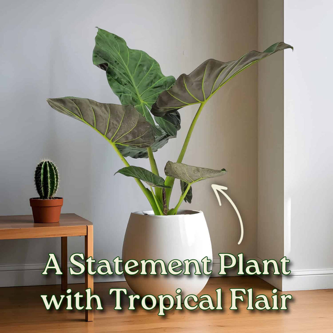 gold regale elephant ear plant Alocasia Regal Shields Plant – Regal Shields Elephant Ear – Tropical Plants of Florida
