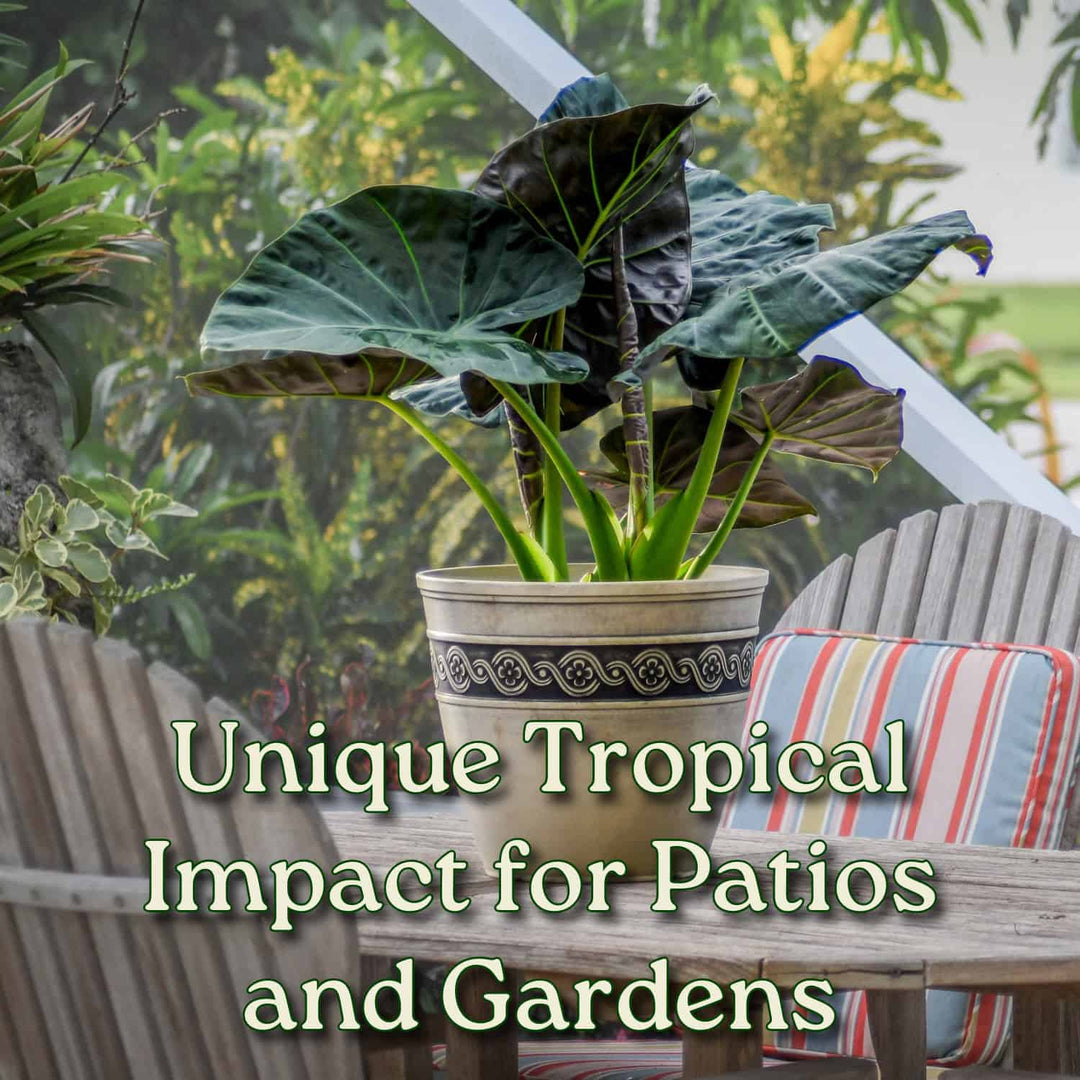 is elephant ear plant poisonous to dogs Alocasia Regal Shields Plant – Regal Shields Elephant Ear – Tropical Plants of Florida