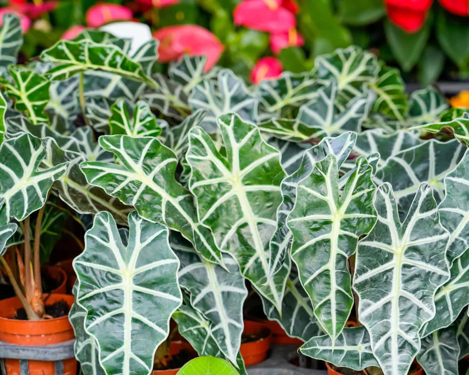 Alocasia Polly (African Mask Plant) – Exotic Tropical Houseplant