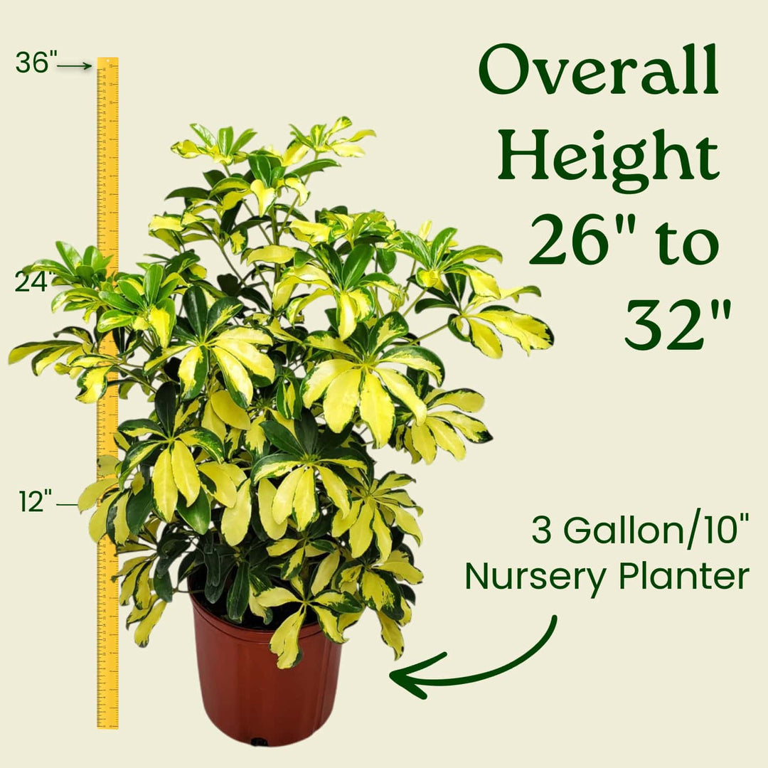 schefflera arboricola compacta Tropical Plants of Florida 26" to 32" Arboricola Trinette Umbrella Plant; Variegated Foliage, Growers Pot