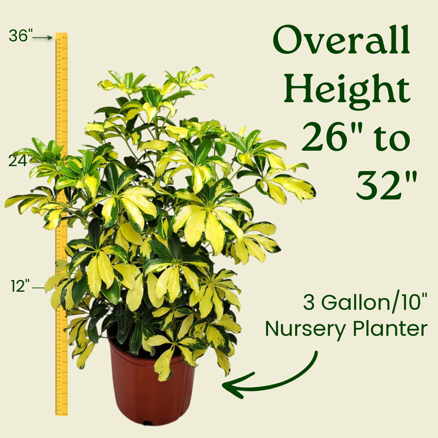 arboricola schefflera same as reg schefflera Tropical Plants of Florida 26" to 32" Arboricola Trinette Umbrella Plant; Variegated Foliage, Growers Pot