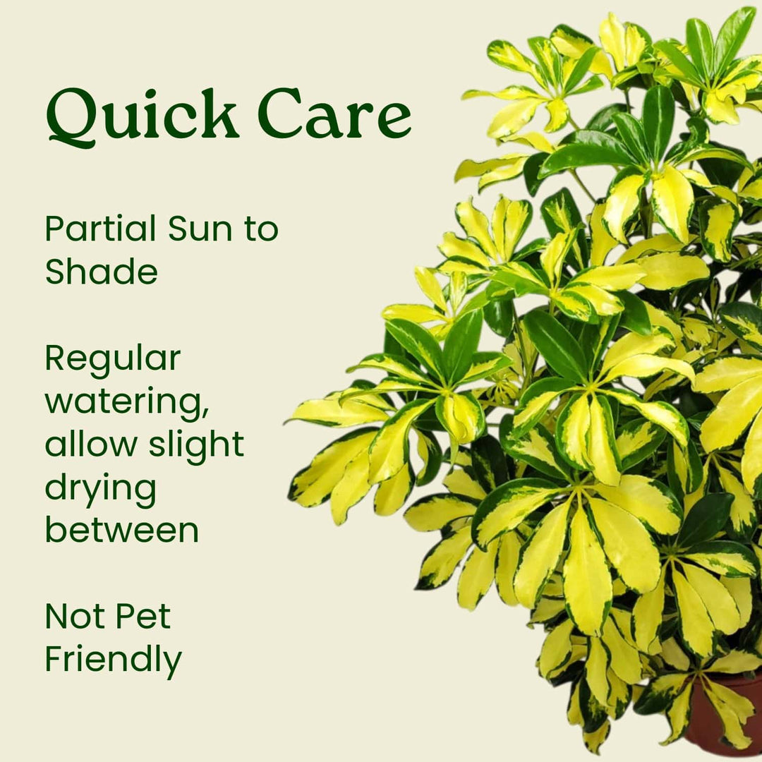 schefflera arboricola pet safe Arboricola Trinette