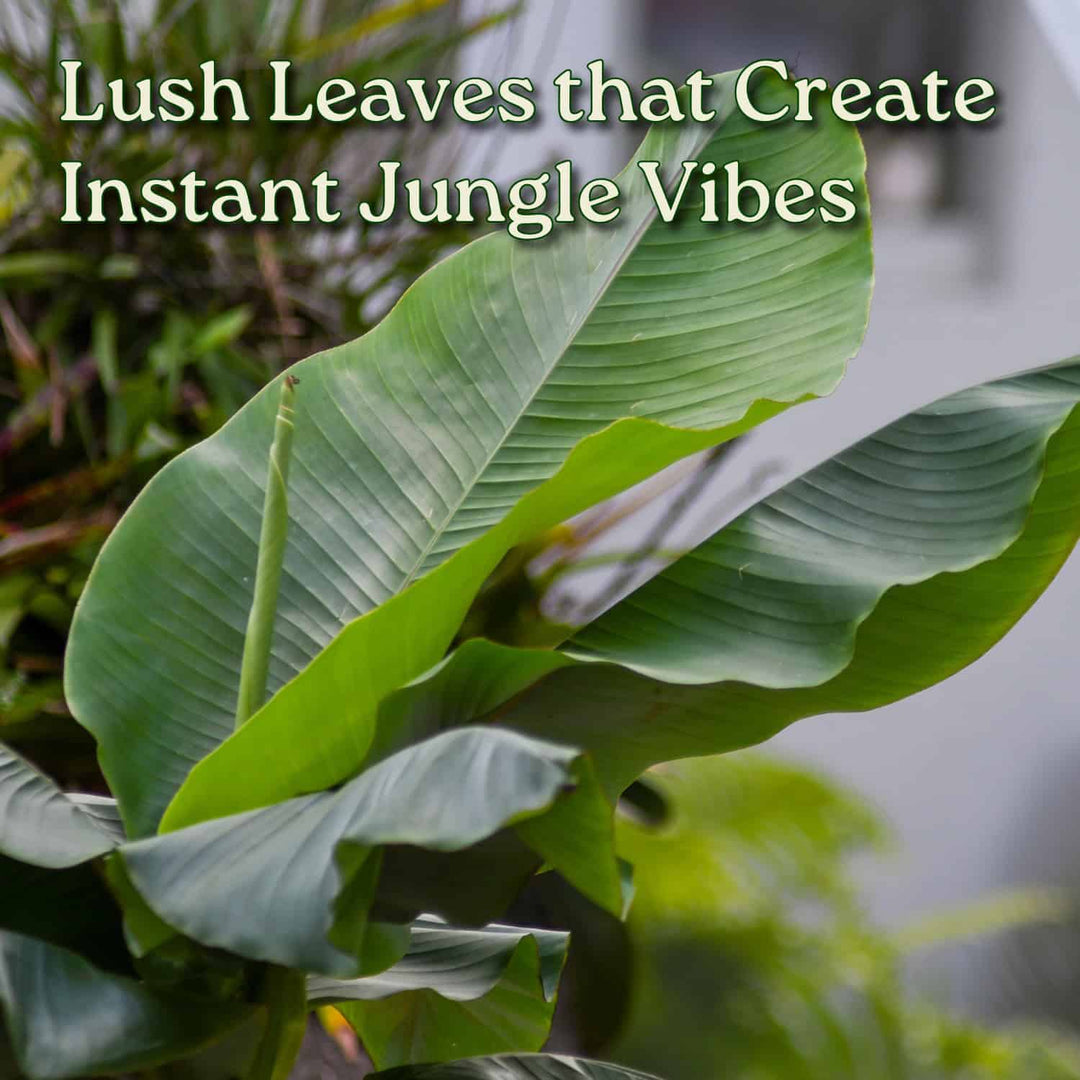 Musa Basjoo Banana Tree