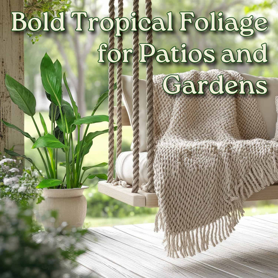 Orange Bird of Paradise