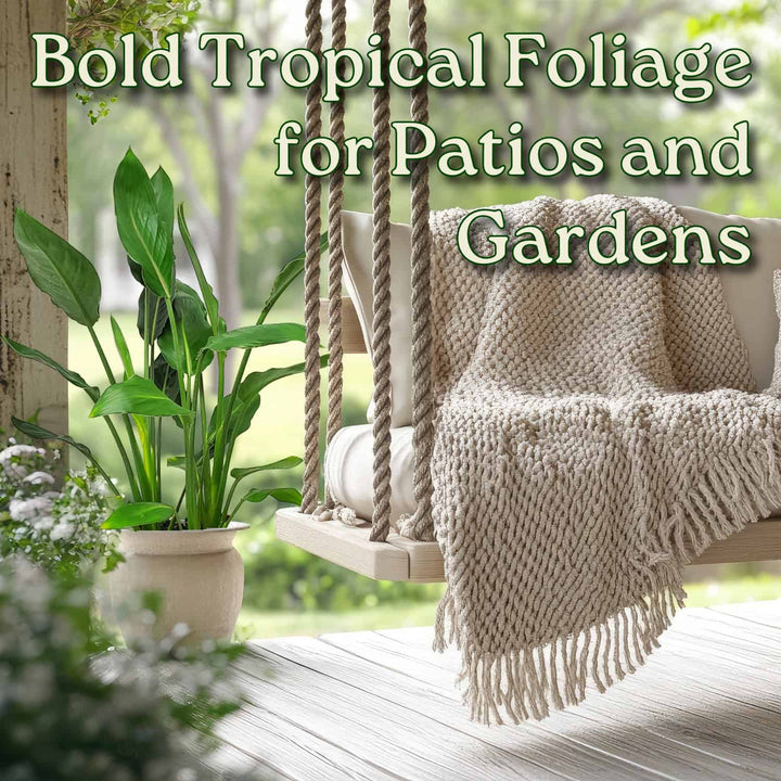 Orange Bird of Paradise