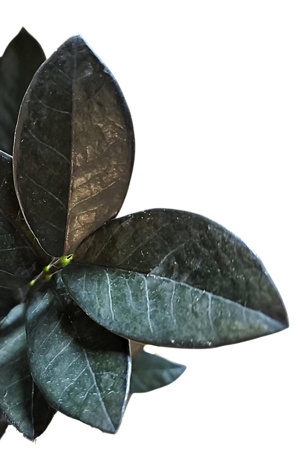 ZZ Plant for Sale | Buy Zamioculcas zamiifolia Online – Tropical