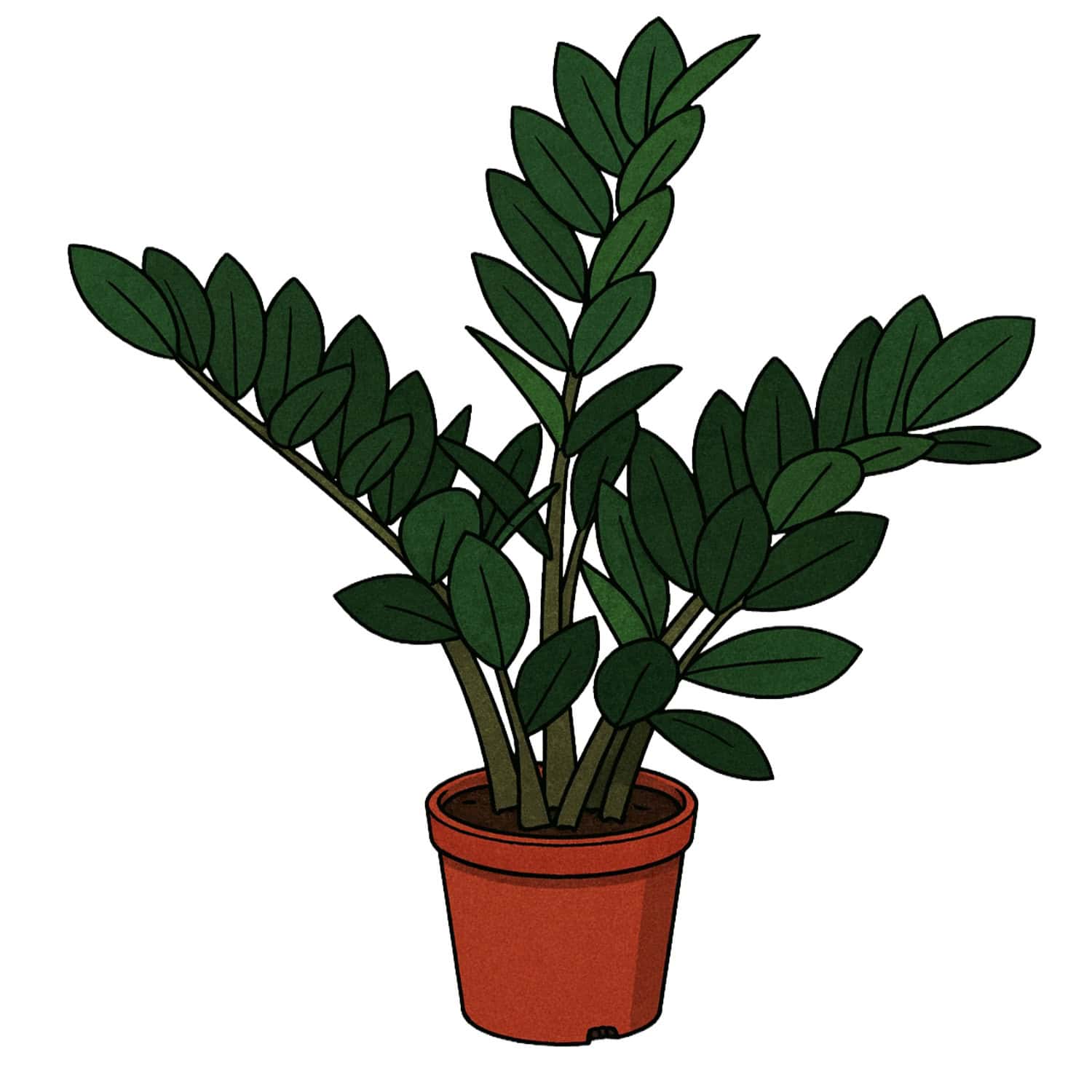 Black Raven ZZ Plant Care – Tropical Plants of Florida