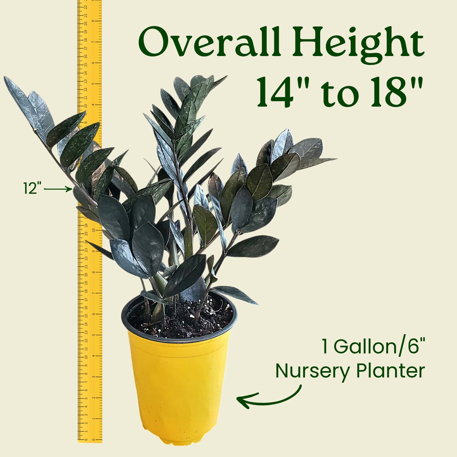 zz plant full height ZZ Plant for Sale