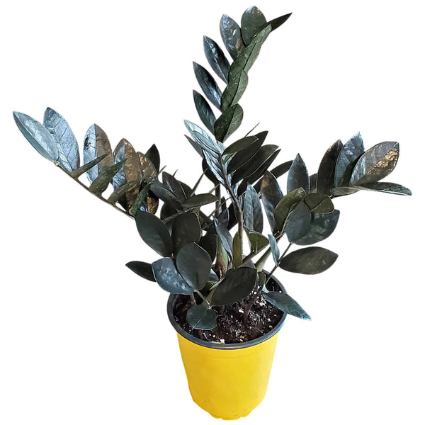 Black Raven ZZ Plant