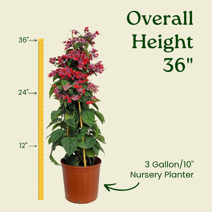 Red and Purple Bleeding Heart Vine