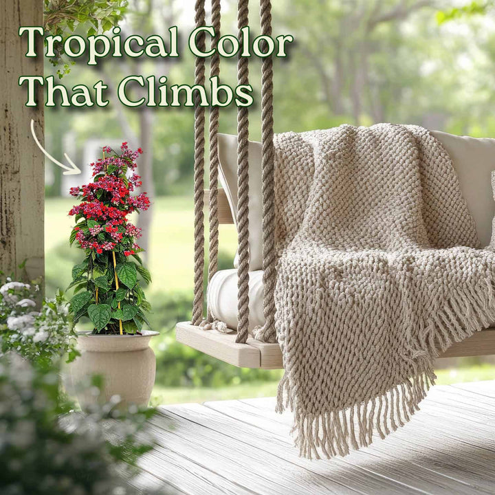 Red and Purple Bleeding Heart Vine