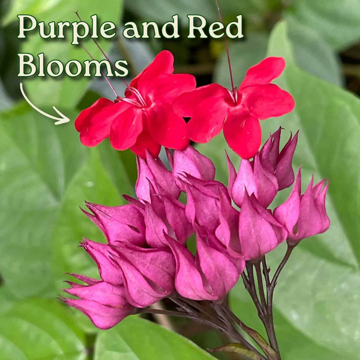 Red and Purple Bleeding Heart Vine