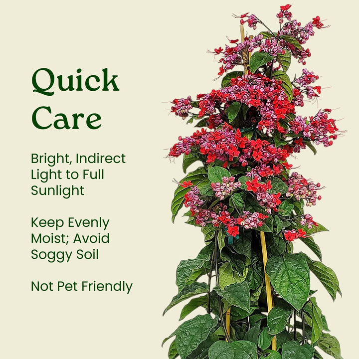 Red and Purple Bleeding Heart Vine