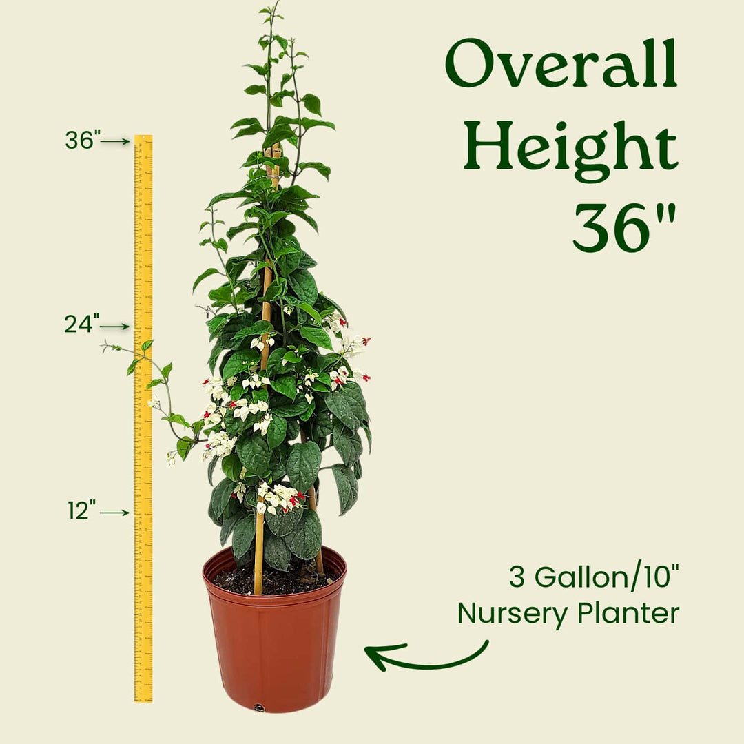 Red and White Bleeding Heart Vine