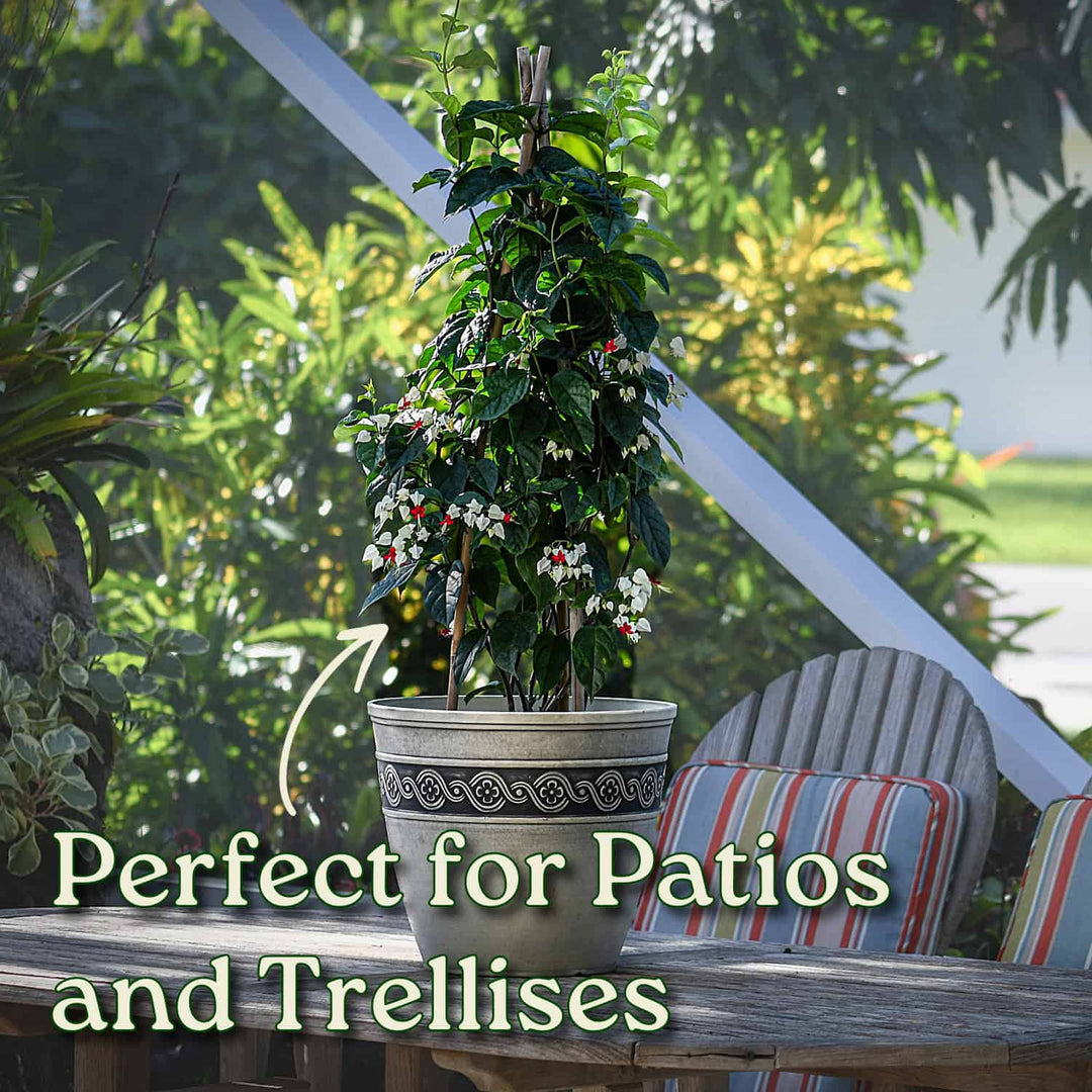 Red and White Bleeding Heart Vine
