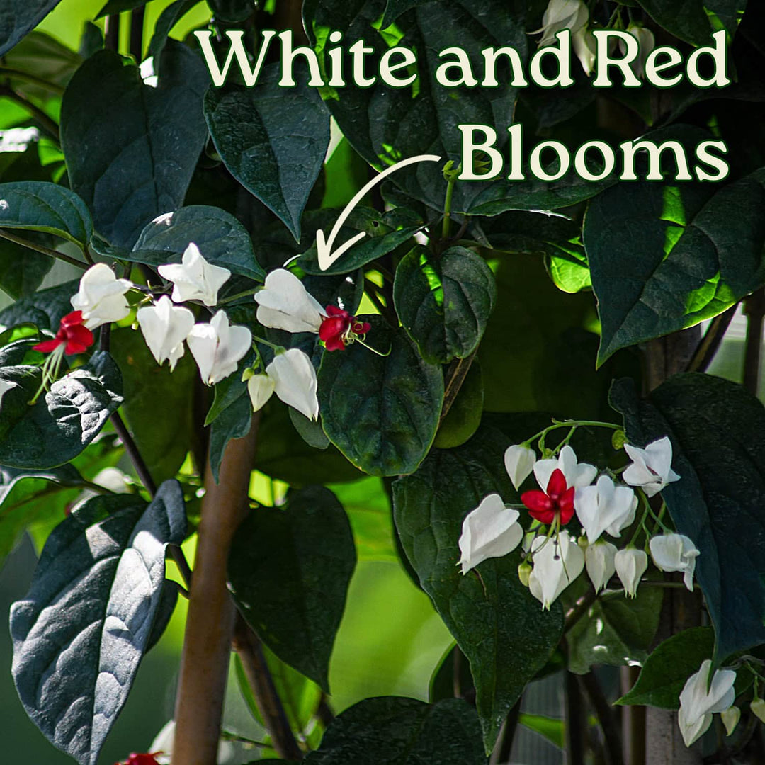 Red and White Bleeding Heart Vine