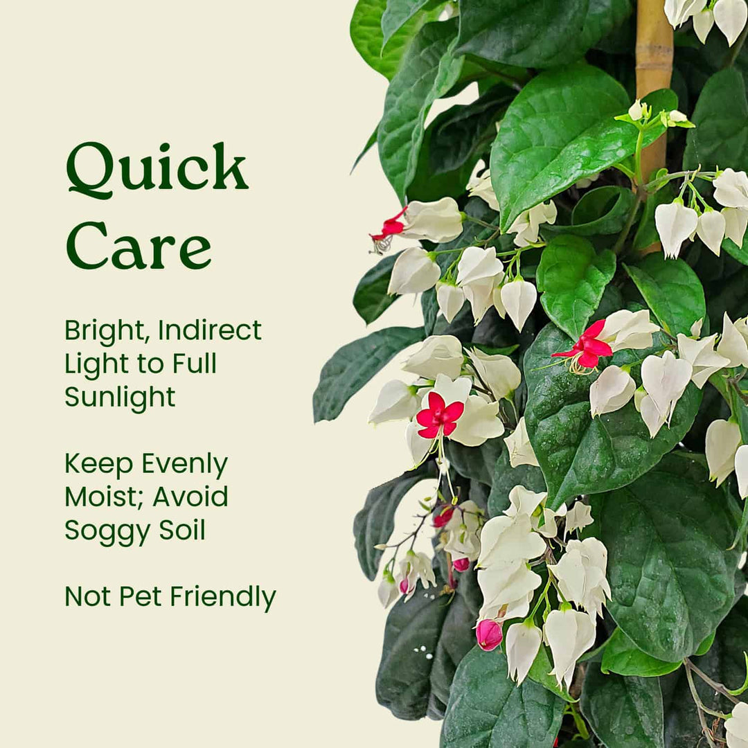 Red and White Bleeding Heart Vine