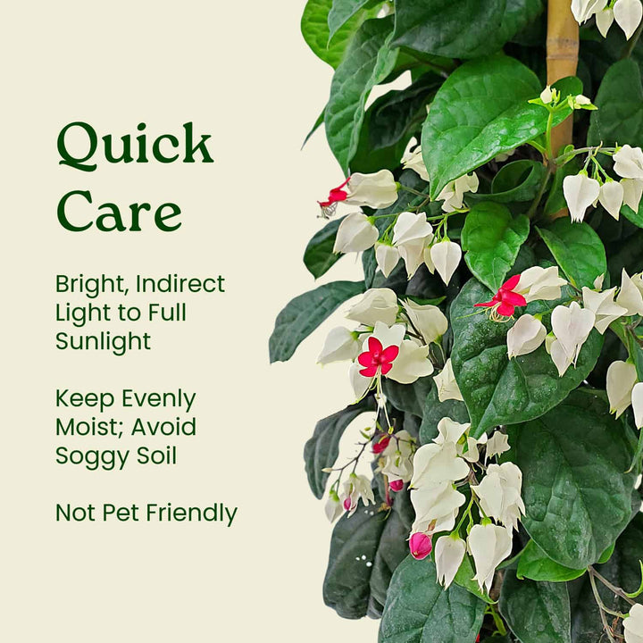 Red and White Bleeding Heart Vine