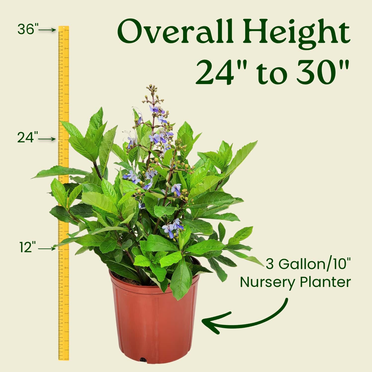 Tropical Plants of Florida Butterfly Bush - Thumbnail 2