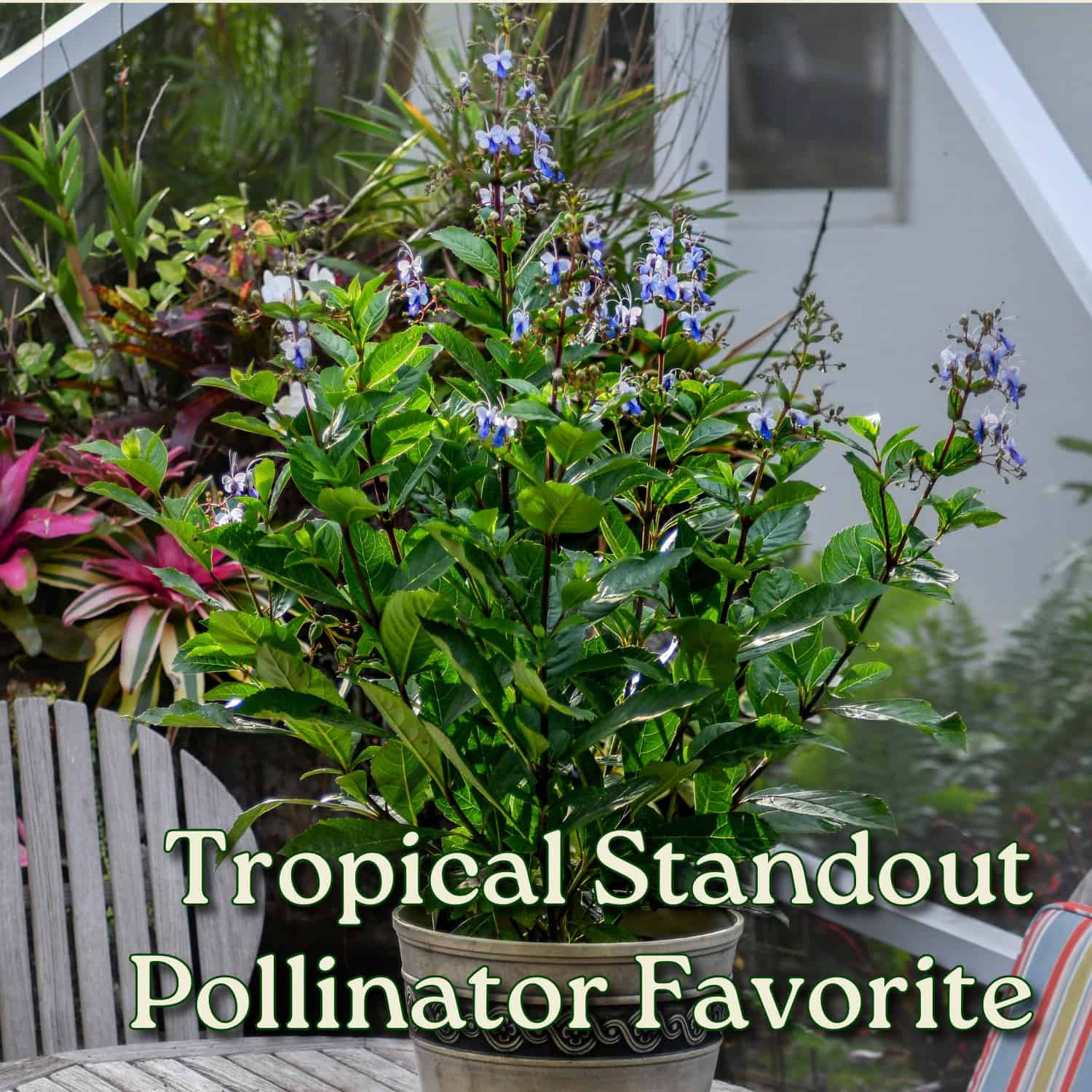 Tropical Plants of Florida Butterfly Bush - Thumbnail 4
