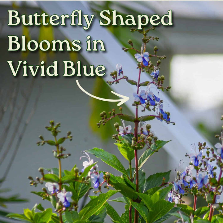 Blue Butterfly Bush