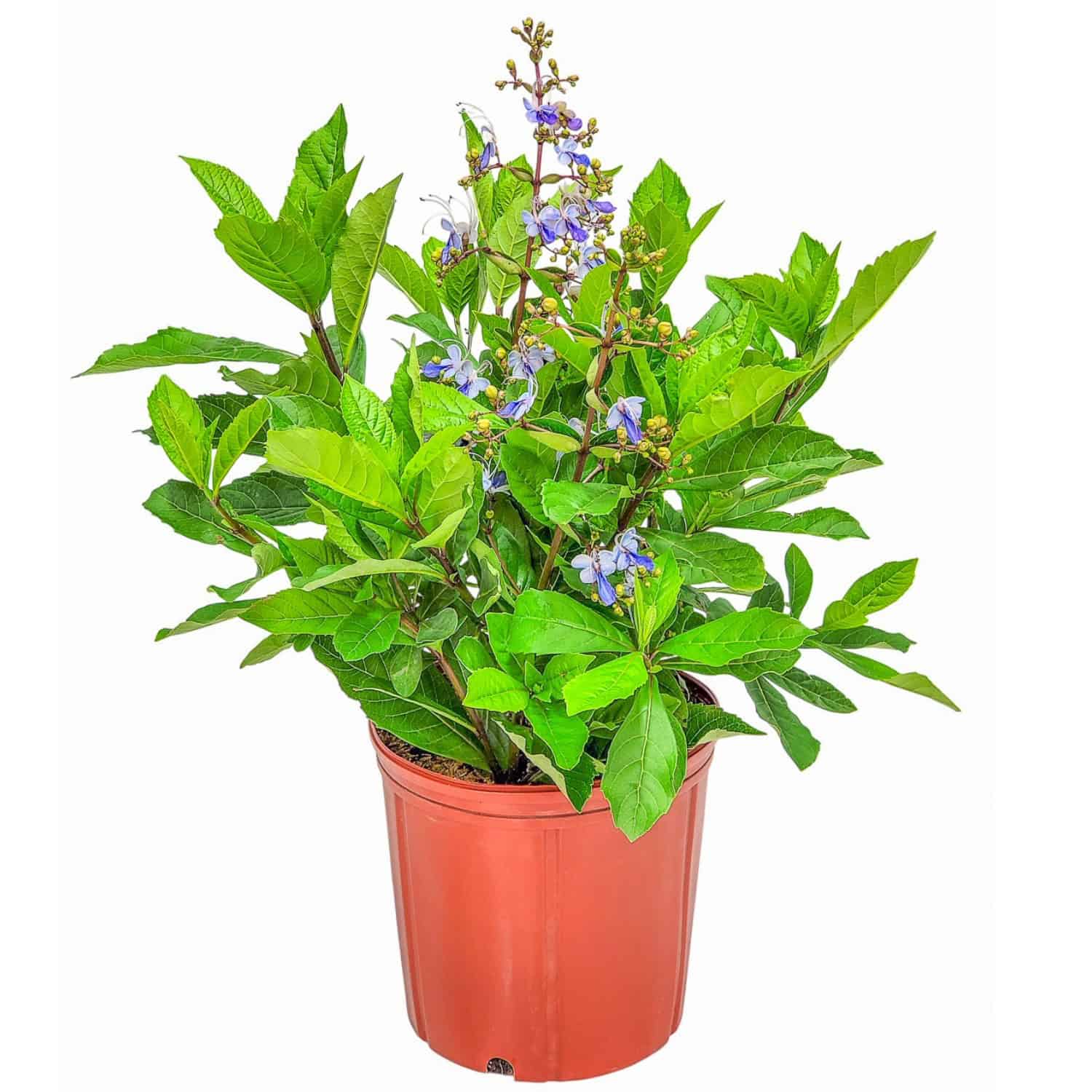 Tropical Plants of Florida Butterfly Bush