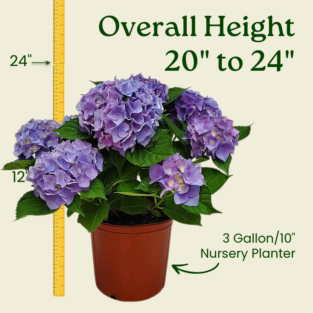 potted hydrangea plants for sale Blue Hydrangea Bush
