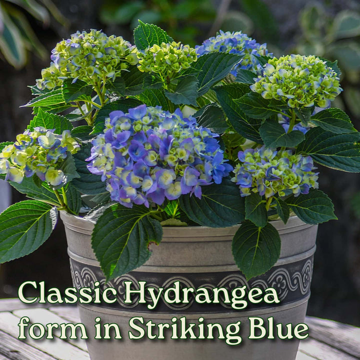 Blue Hydrangea Bush
