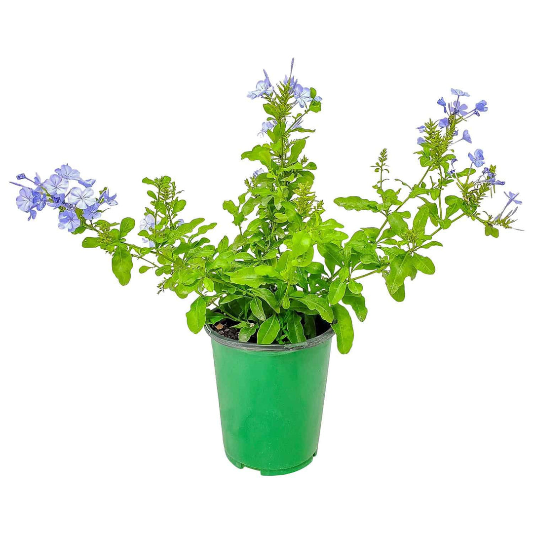 blue leaf indoor plant Blue Plumbago (Imperial Blue) for Sale