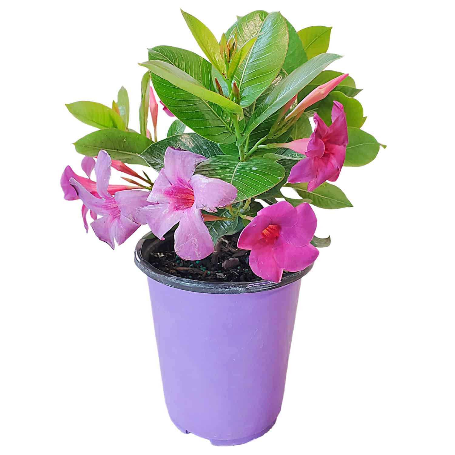 Blue Plants for Sale | Shop Blue Flowers & Foliage – Tropical