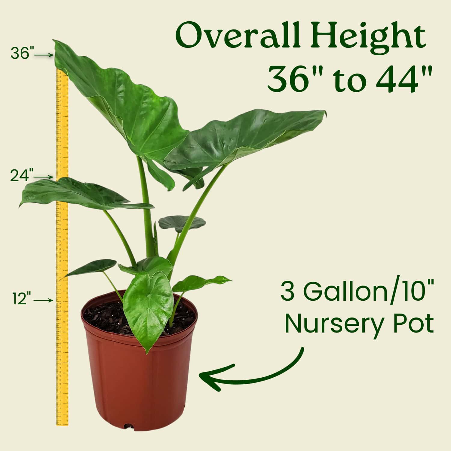 borneo giant alocasia macrorrhiza tropical elephant ear plant bulbs Alocasia Borneo Giant Elephant Ear Plant – Jumbo Tropical – Tropical Plants of Florida