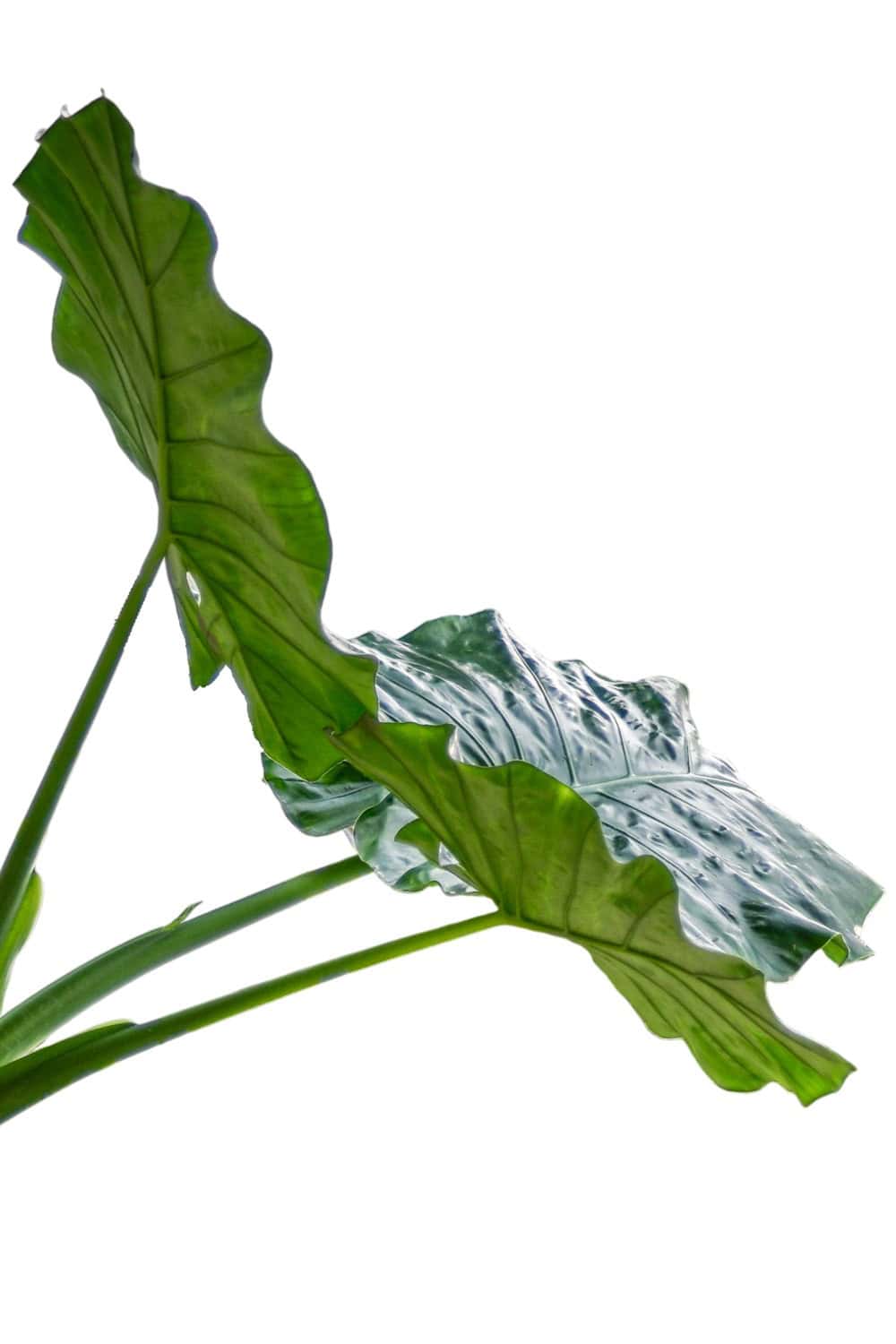 borneo giant alocasia macrorrhiza tropical elephant ear plant bulbs Alocasia Borneo Giant Elephant Ear Plant – Jumbo Tropical – Tropical Plants of Florida