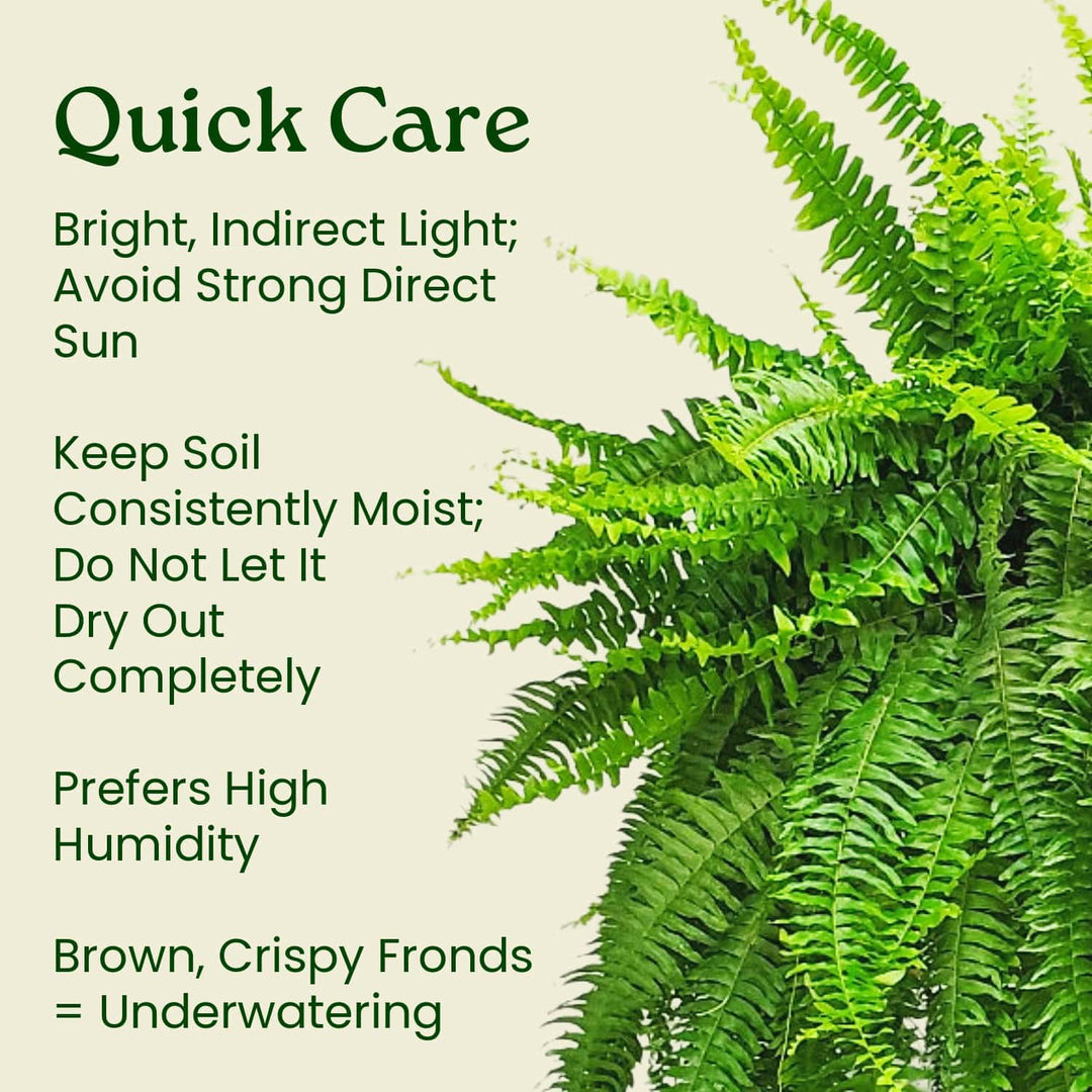 hanging fern plant care Boston Fern Hanging Basket