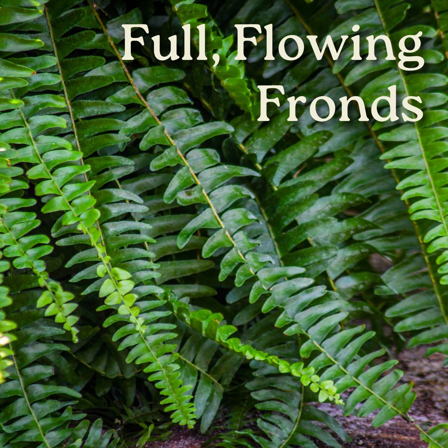 Tropical Plants of Florida Boston Fern - Thumbnail 5