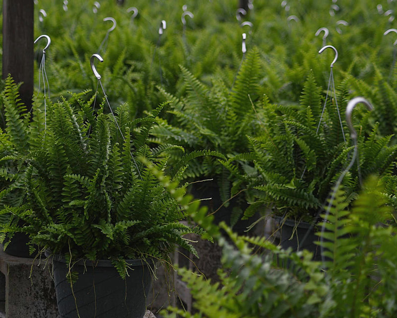 Tropical Plants of Florida