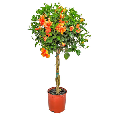 braided double peach hibiscus tree for sale #trunk_braided