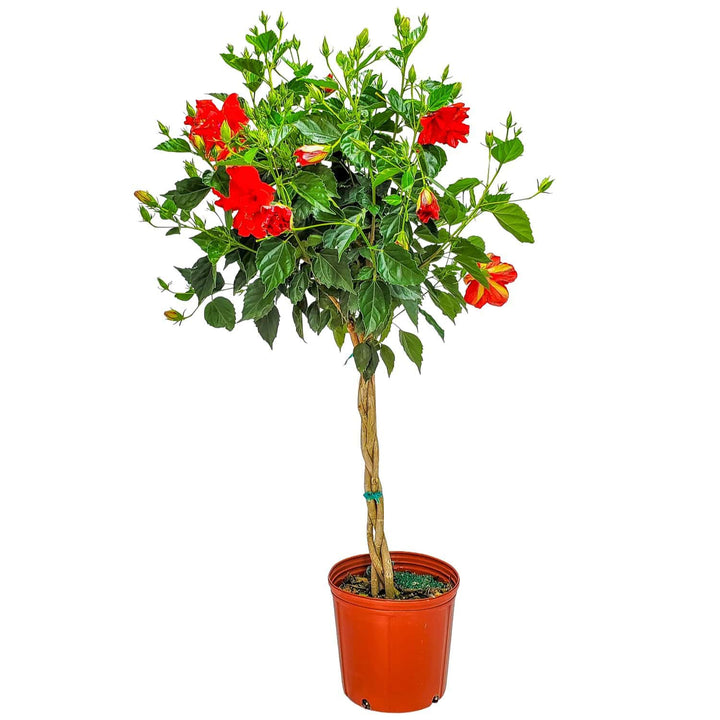 braided double red hibiscus tree for sale #trunk_braided