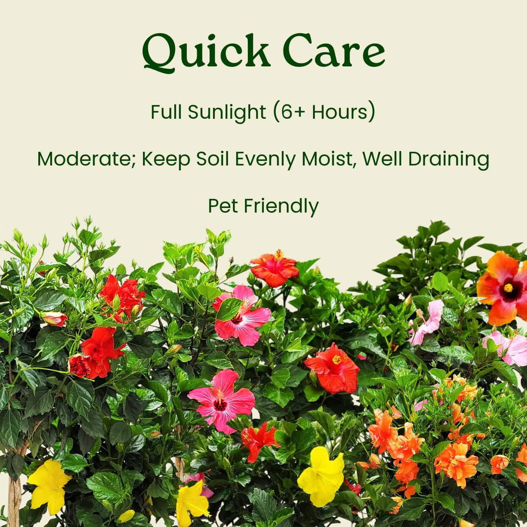 Colorful flowering plants with care instructions on a light green background #trunk_braided