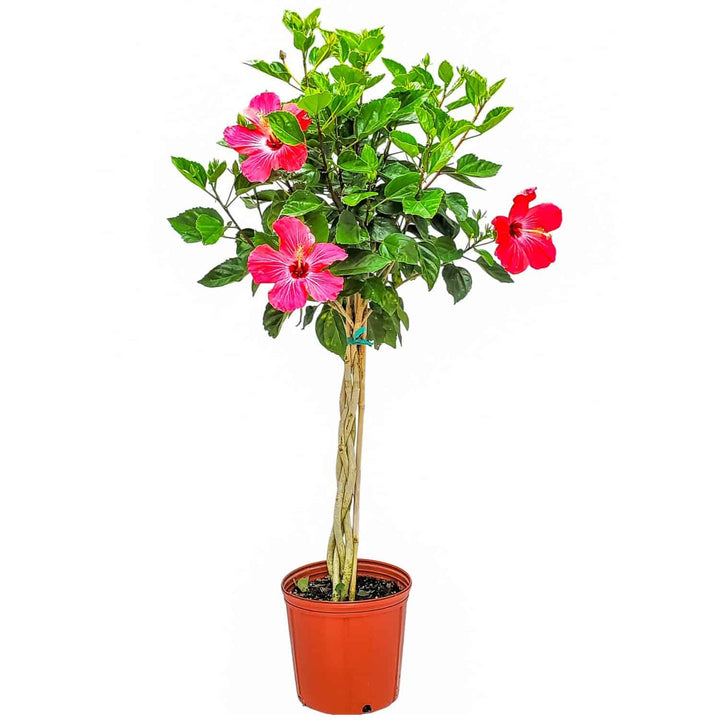 braided painted lady pink hibiscus tree for sale #trunk_braided